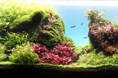 erster Versuch Naturaquarium