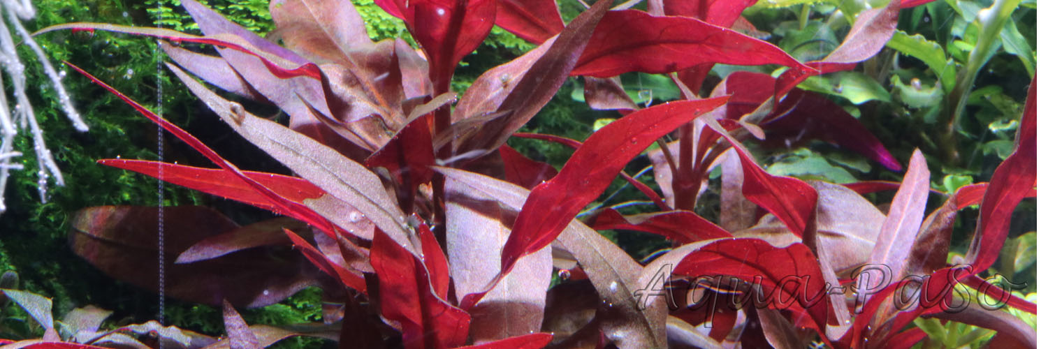 Alternanthera reineckii mini, Mini-Papageienblatt, ''rosaefolia minor''