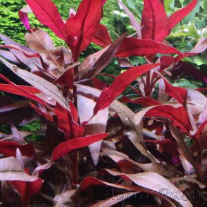 Alternanthera reineckii mini, Mini-Papageienblatt, ''rosaefolia minor''