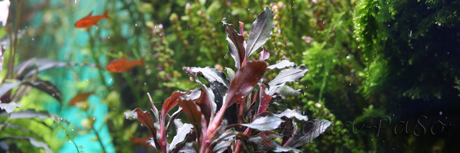Bucephalandra Brownie Ghost red