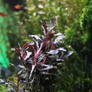 Bucephalandra Brownie Ghost red