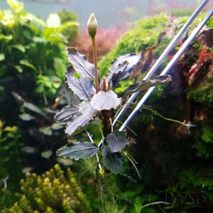 Bucephalndra Apple leaf