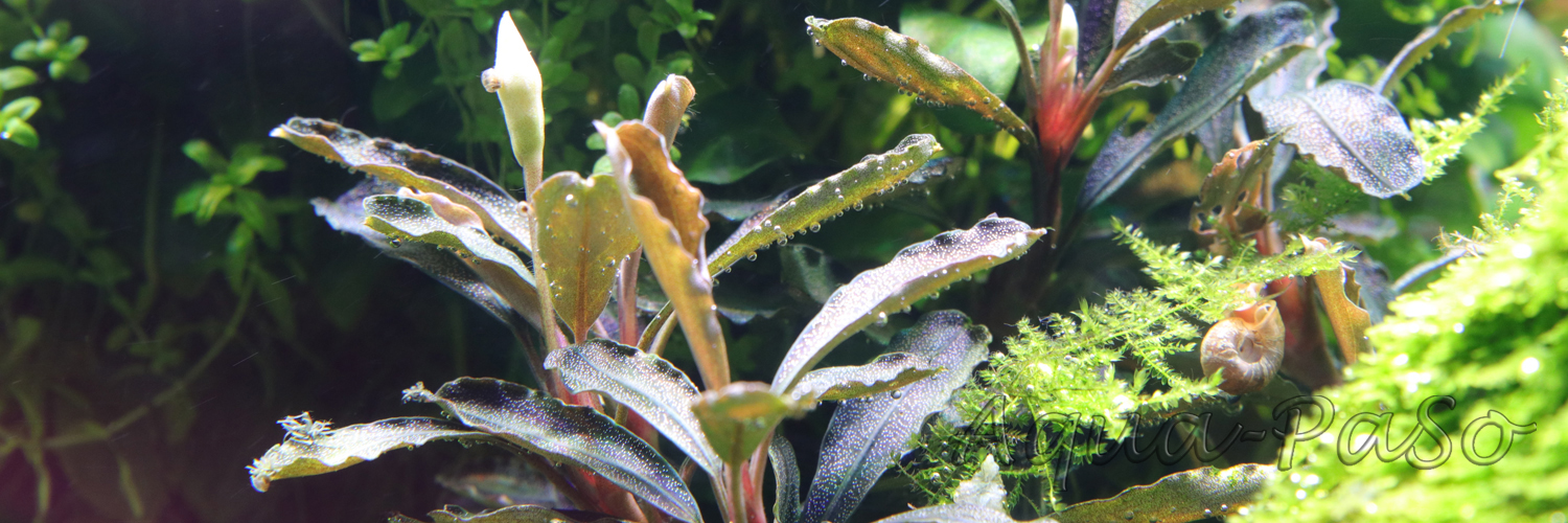 Bucephalandra Arrow head blue