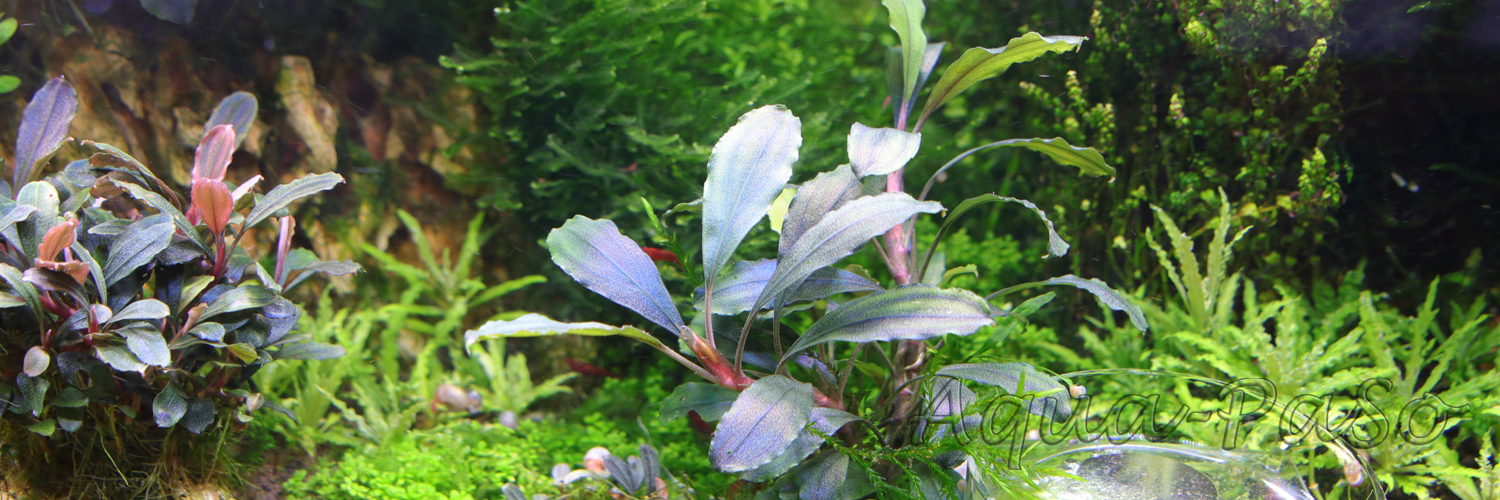 Bucephalandra Black Phantom