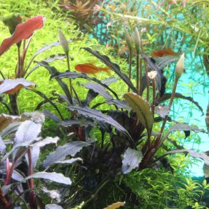 Bucephalandra Brownie Ghost