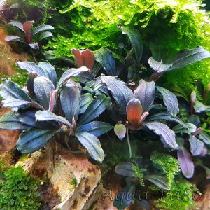 Bucephalandra Brownie Purple