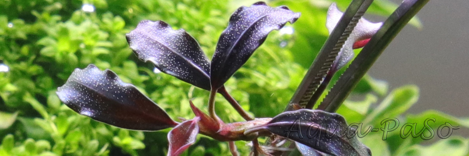 Bucephalandra Brownie Satan