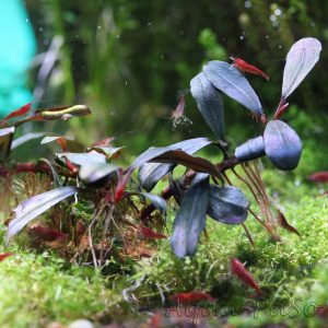 Bucephalandra Copi Susu