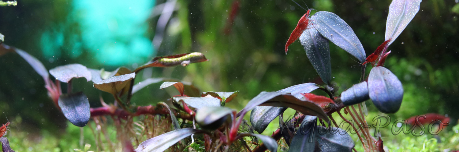 Bucephalandra Copi Susu