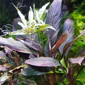 Bucephalnadra Dark Achilles