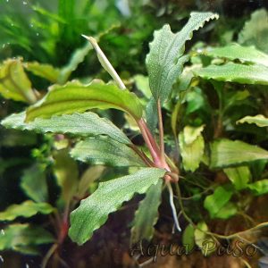 Bucephalandra Kedagang mini