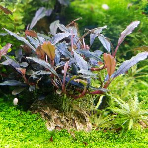 Bucephaladra Metallica