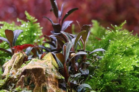 Angebote für meine Pflanzen und Garnelen Angebote für meine Pflanzen und Garnelen