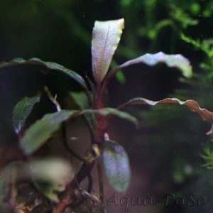 Bucephalandra Motleyana Black Purple