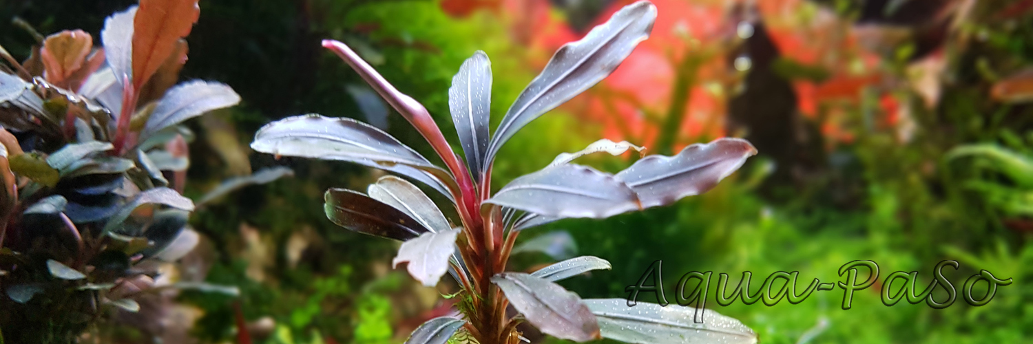 Bucephalandra Paris Raritäten