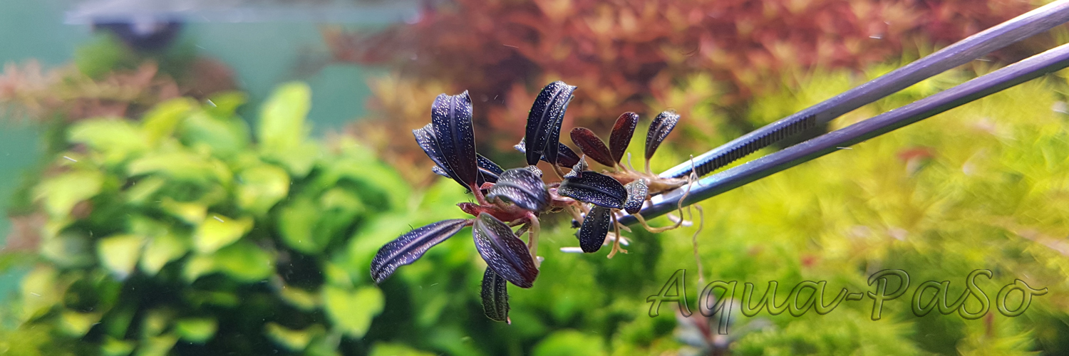 Bucephalandra Brownie Phantom mini