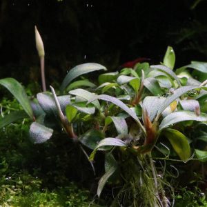 Bucephalandra Pygmaeus