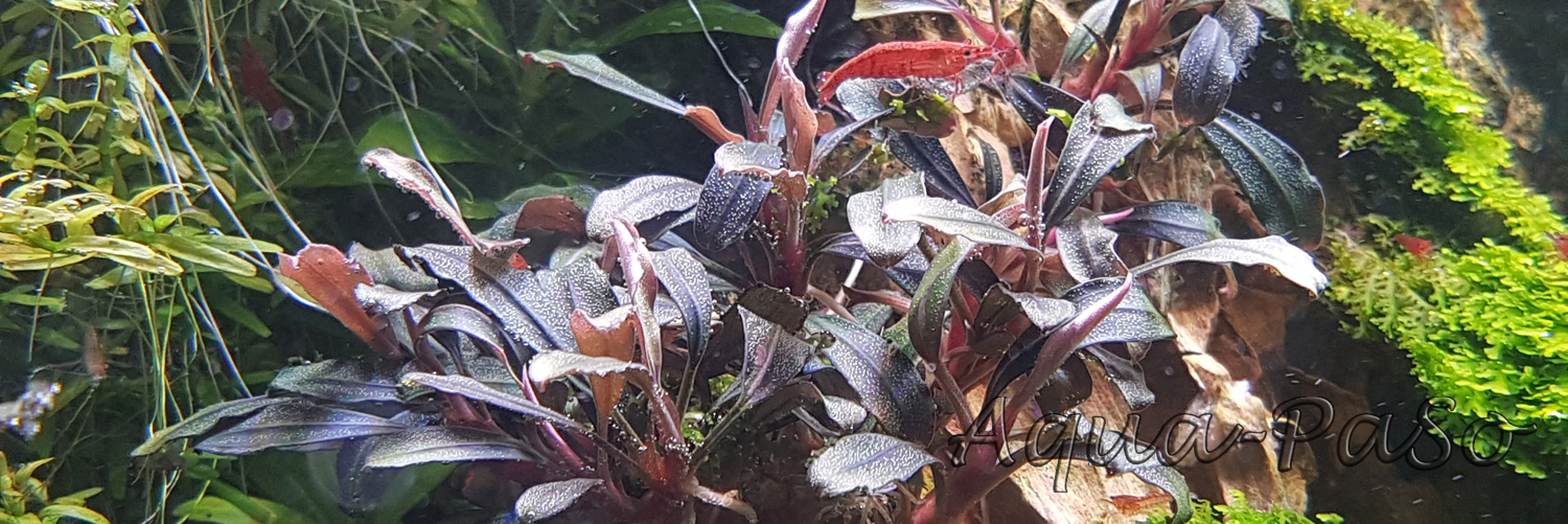 Bucephalanra Royal Blue