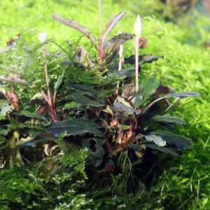 Bucephalandra Valerie