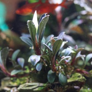 Bucephalndra pygmaea Kapit