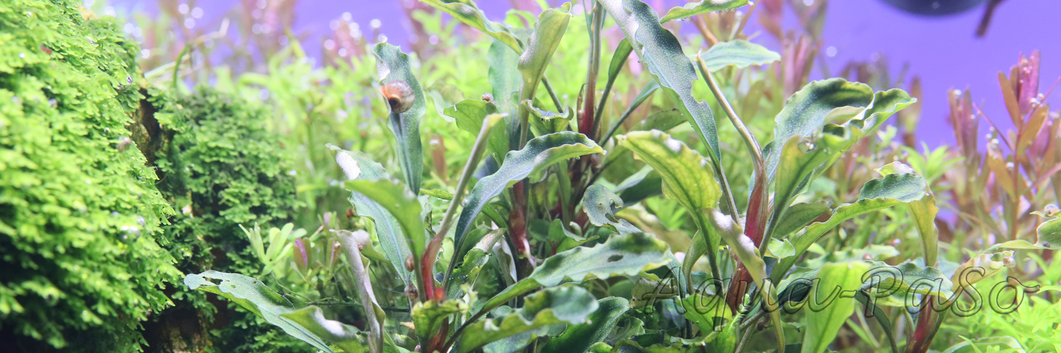 Bucephalandra sordidula melawie