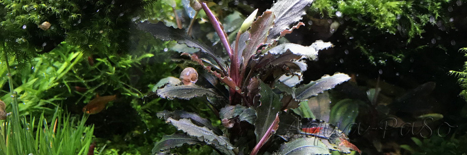Bucephalandra sp Lamdandau Purple