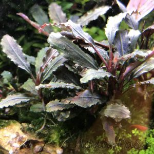 Bucephalandra sp Lamandau Purple