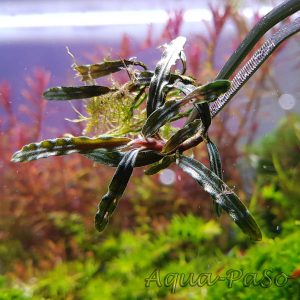 Bucephalandra sp Mini Needle Leaf