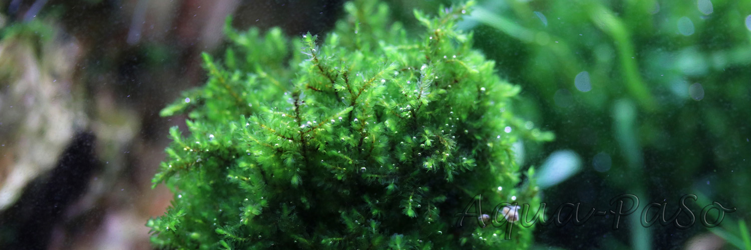 Callicostella sp. Pancuraji