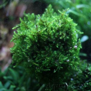 Callicostella sp. Pancuraji