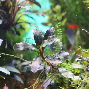 Bucephalandra Darrk green wavy