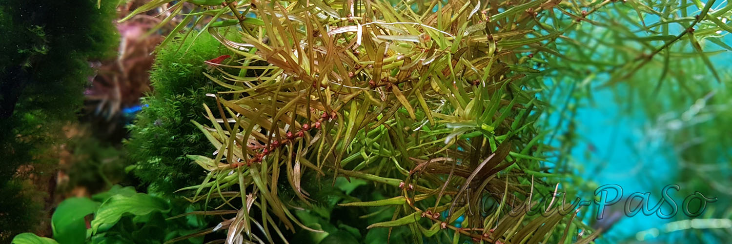 Didiplis diandra, Amerikanische Wasserhecke, Amerikanische Bachburgel