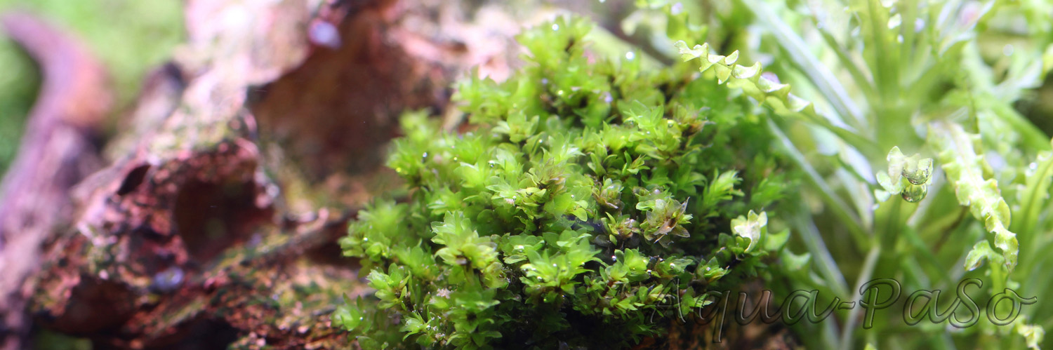 Distichophyllum sp. Rare-Moos Hookeriaceae sp.