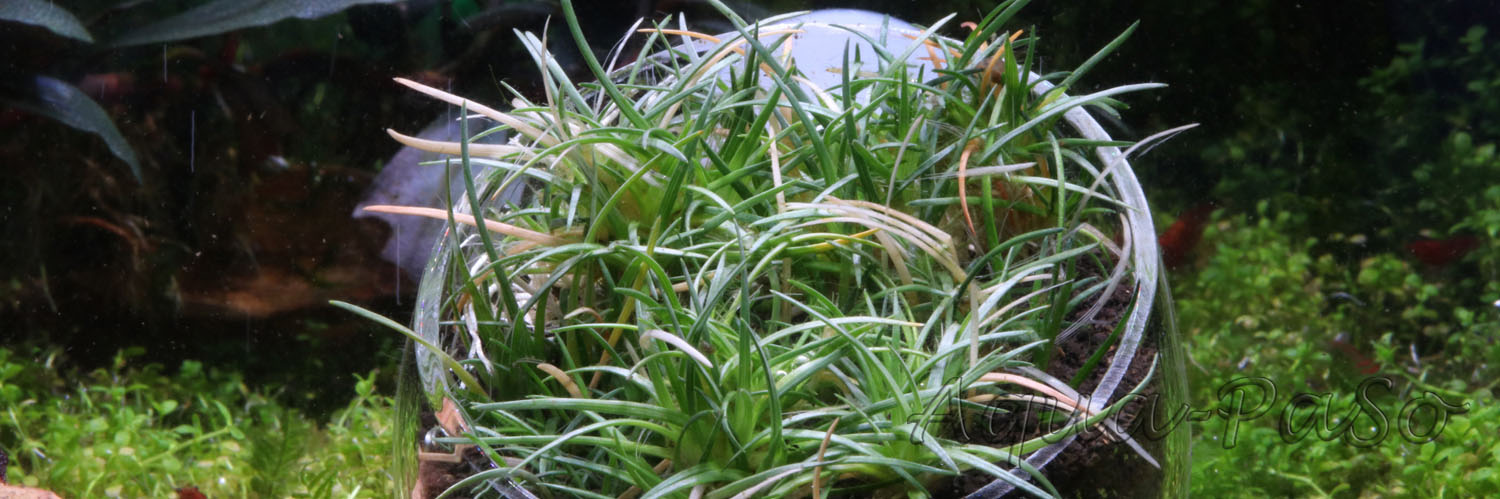 Eriocaulon sp Sulawesi