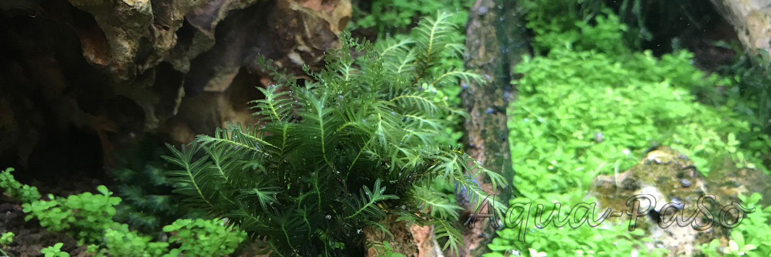 Fissidens nobilis Spaltzahnmoosgewächse