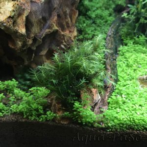 Fissidens nobilis Spaltzahnmoosgewächse