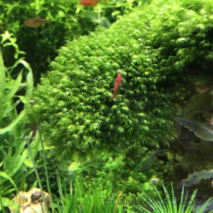 Fissidens fonatnus, Phoenix Moss, Phönix Moos,