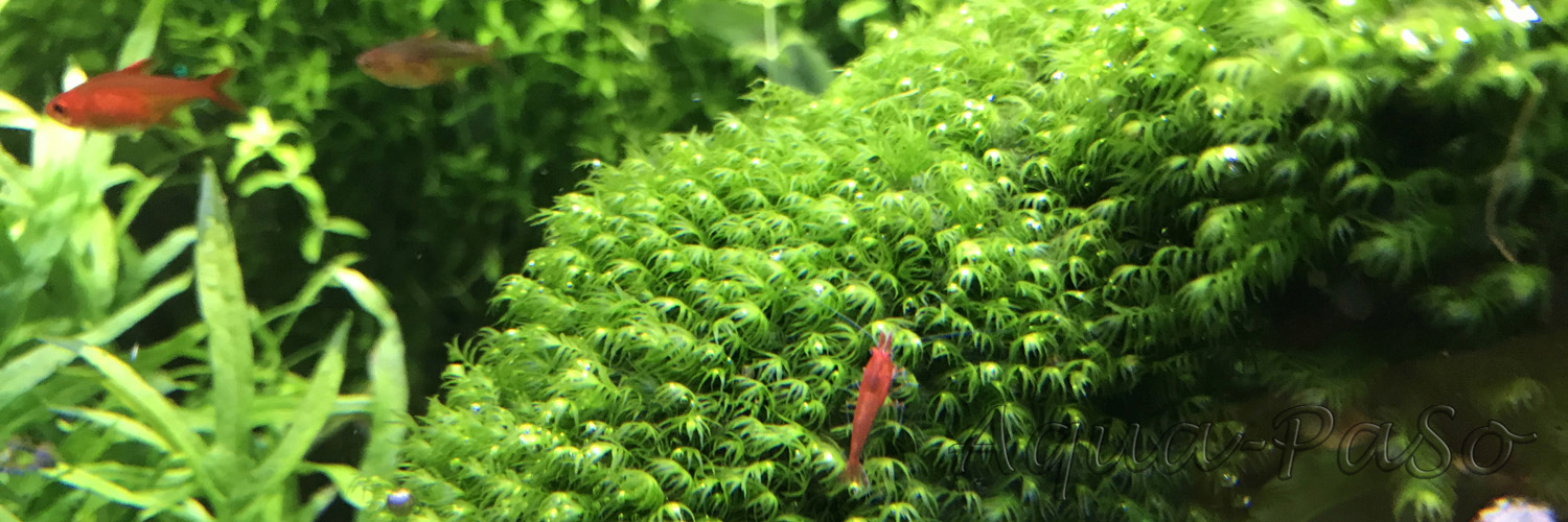 Fissidens fonatnus, Phoenix Moss, Phönix Moos, Quell-Gabelzahn