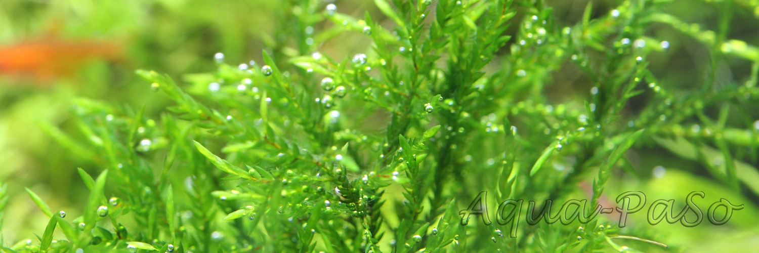 Fontinalis sp Nord Thailand