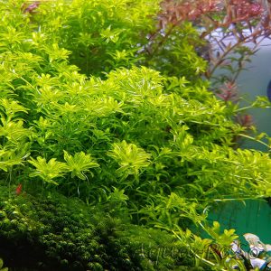 Hemianthus glomeratus, Quirlblättriges Perlenkraut, Amerikanisches Perlkraut, Zierliches Perlenkraut