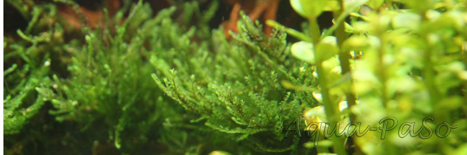 Jungermannia Truncata "Jade Lotos"