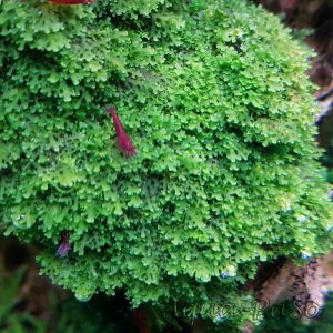 Korallenmoos Riccardia sp. "graeffei"