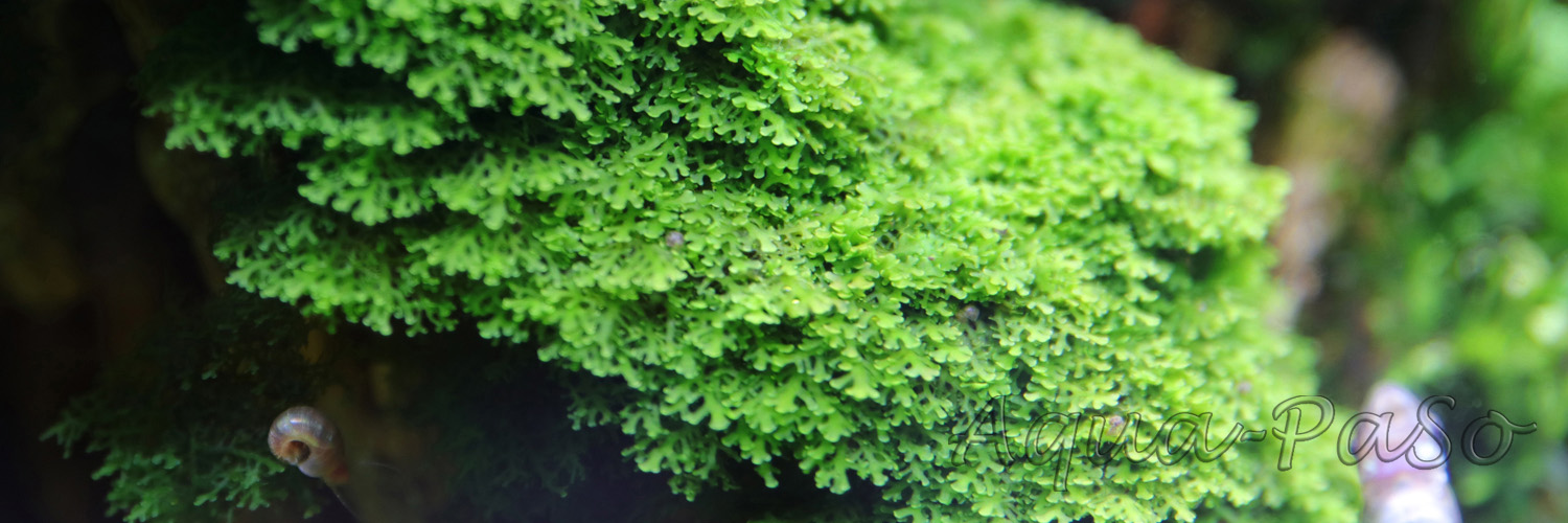 Korallenmoos Riccardia sp. "graeffei"