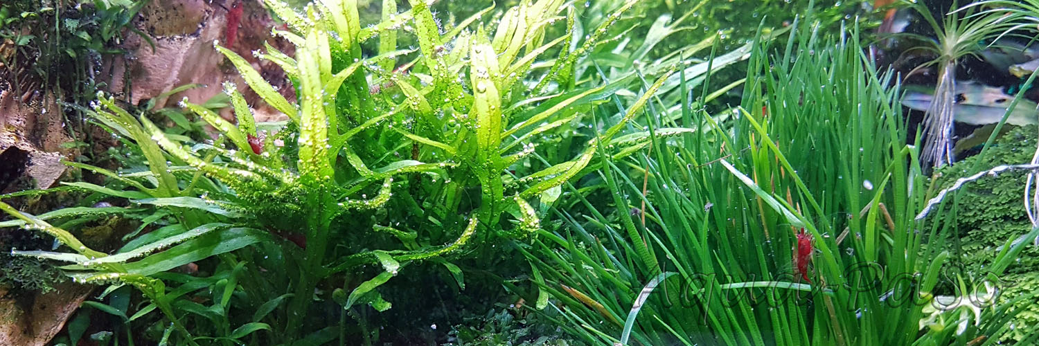 Mircosorum Mini Coral