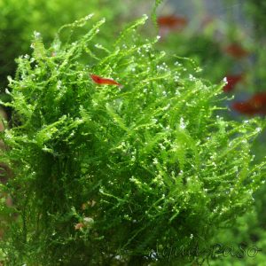 Mini Pearl Moos Mini Pearl Moss