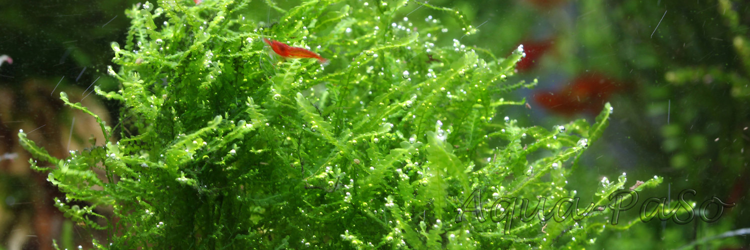 Mini Pearl Moos Mini Pearl Moss