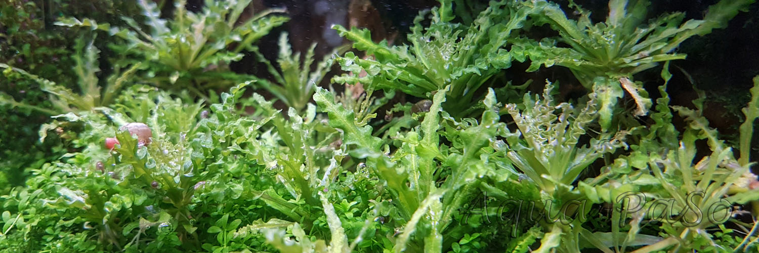 Pogostemon helferi, Daonoi, Downoi, Kleiner Wasserstern