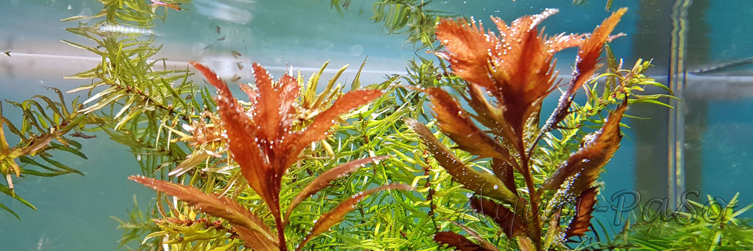 Proserpinaca palustris