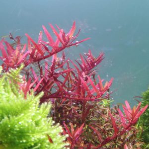 Rotala sp. Colorata, Rotala rotundifolia Colorata