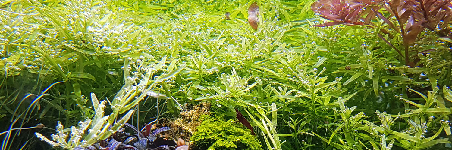 Rotala green, grüne Rotala, Rotala sp. Green, Rotala rotundifolia green